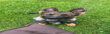 German Shepherd 1