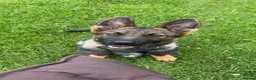 German Shepherd dogs for sale: Kenzo in Halifax - Advert 14