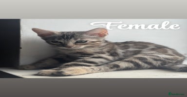 Bengal cats - Advert 10