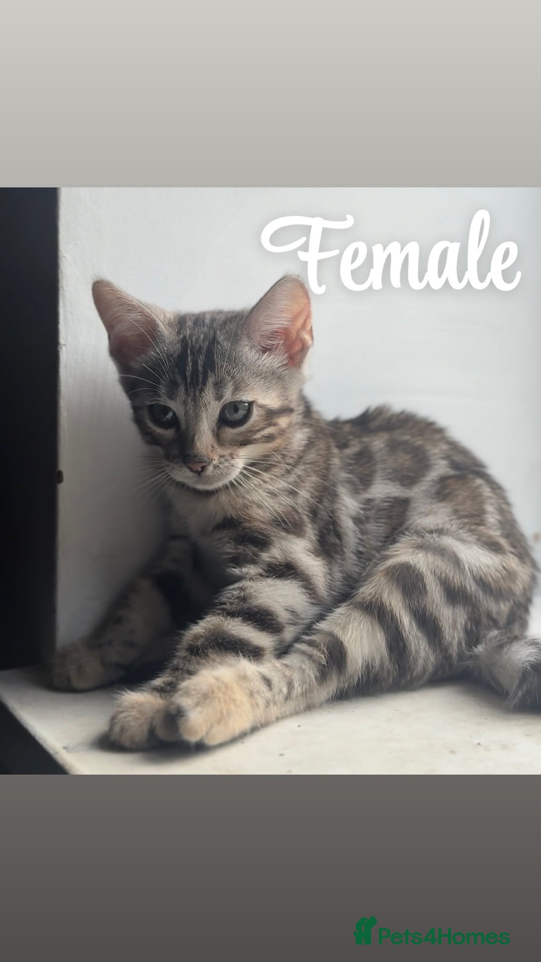 Bengal cats for sale: 1silver female  bengal 1charcoal male bengal pure - Image 2