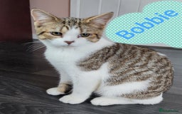 British Shorthair cats for sale: AVAILABLE - STUNNING BSH BOY - READY TO LEAVE - Image 3