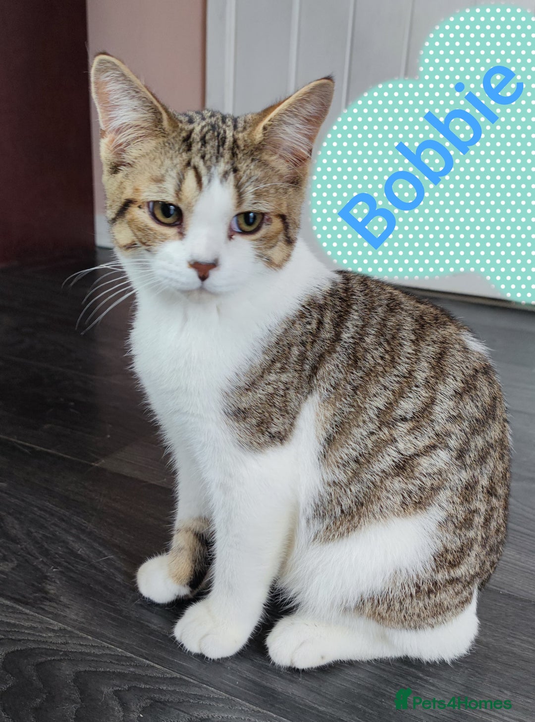British Shorthair cats for sale: AVAILABLE - STUNNING BSH BOY - READY TO LEAVE - Image 3
