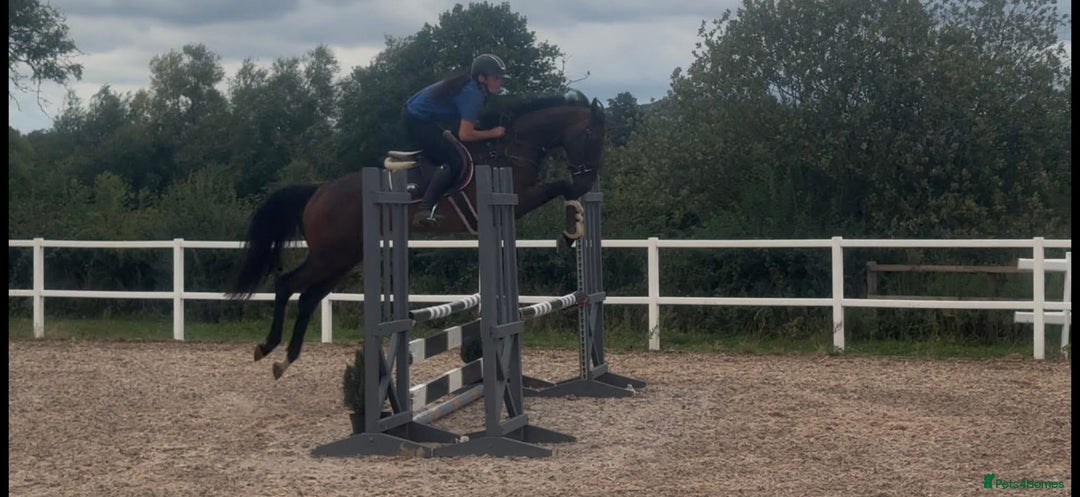 English Thoroughbred horses for sale: Fifty shades of Bay - What a horse  - Image 4
