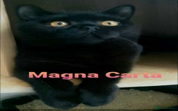British Shorthair cats for sale: Closing of BSH cattery, 50% discount  - Image 3