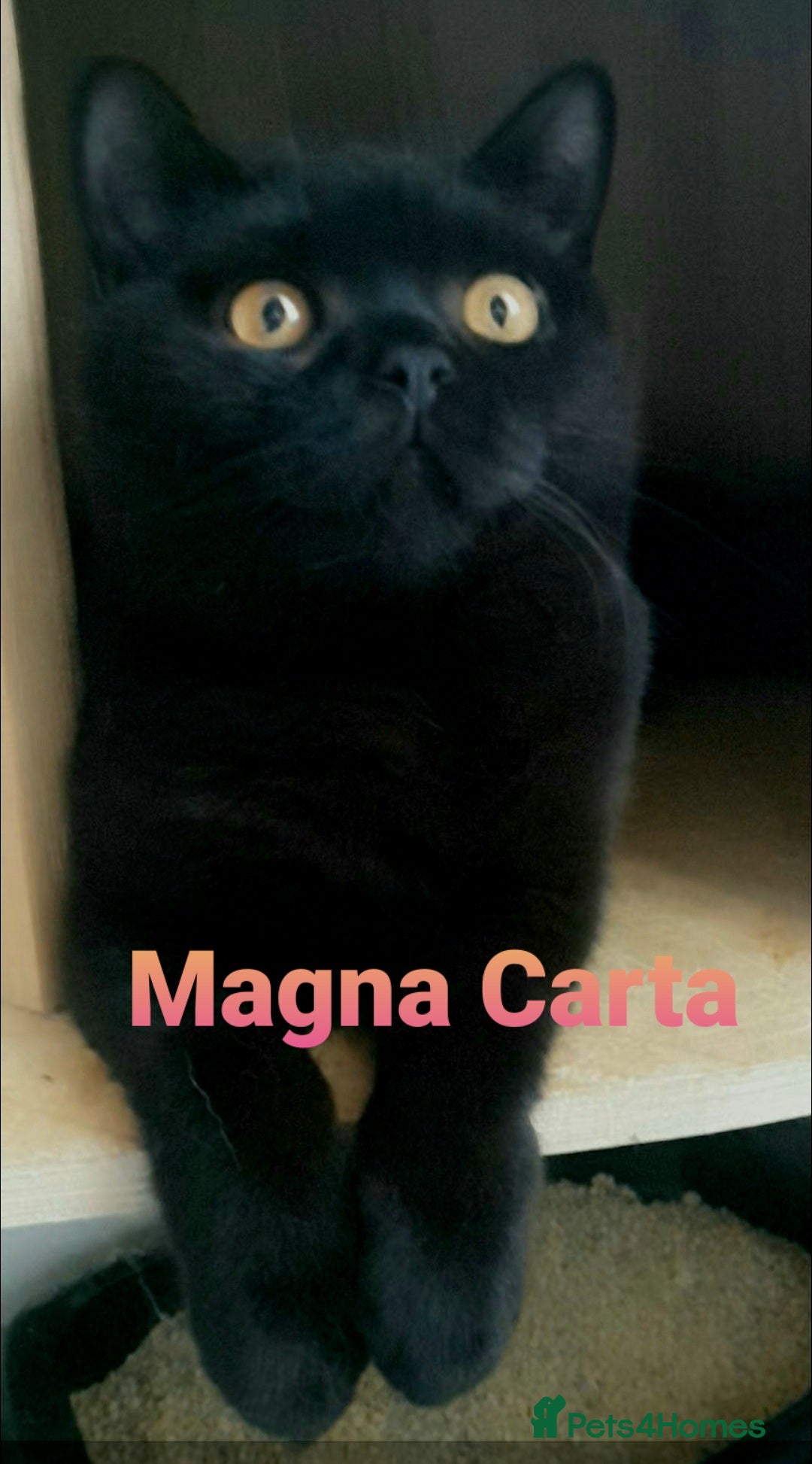 British Shorthair cats for sale: Closing of BSH cattery, 50% discount  - Image 3