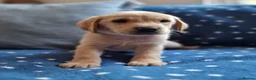 Springador dogs for sale: Wonderful Springador Puppies  - Advert 16