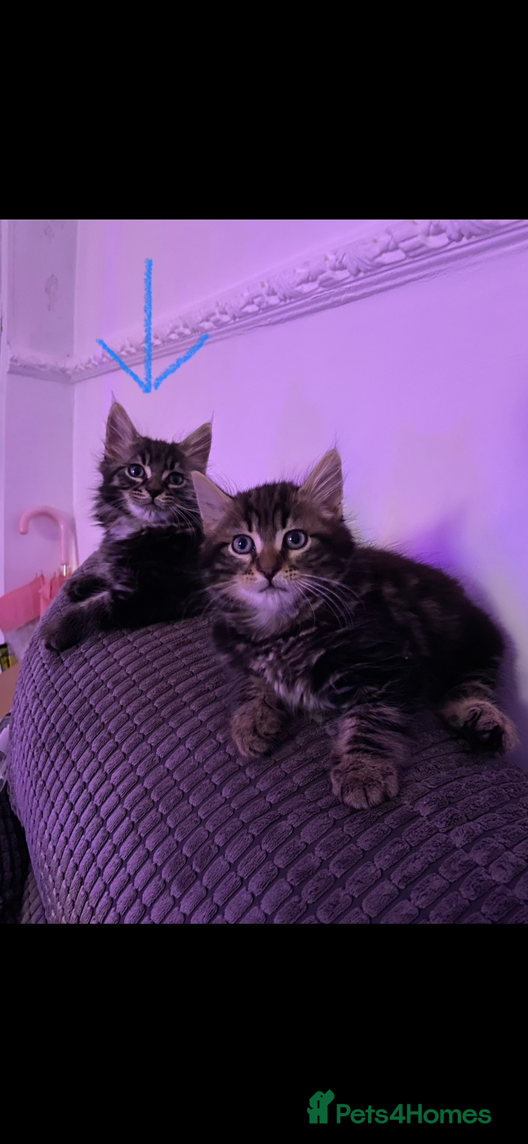 Maine Coon cats for sale: Maine Coon 2 year old male - Advert 5