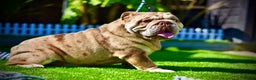 English Bulldog dogs for stud: Wow Taz  ENGLISH BULLDOG STUD  in Canvey Island - Advert 5