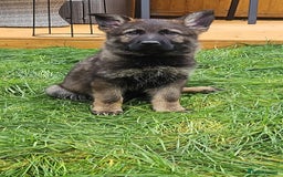 German Shepherd dogs for sale: German Shepherd Puppies – Working Line - Image 14