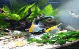Angelfish fish for sale: Breeding pair of angelfish  - Advert 3
