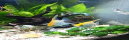 Angelfish fish for sale: Breeding pair of angelfish  - Advert 3
