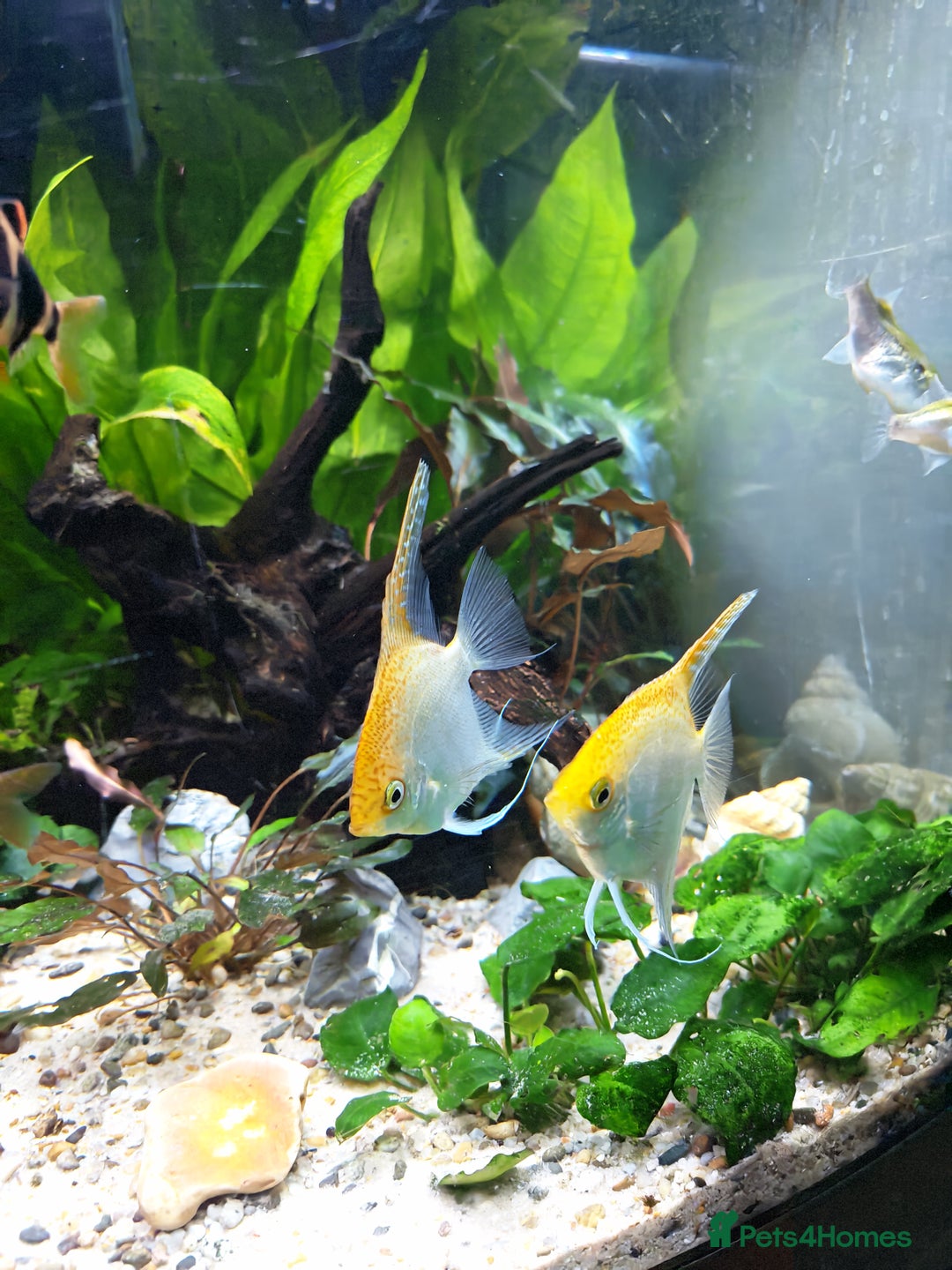 Angelfish fish for sale: Breeding pair of angelfish  - Advert 3