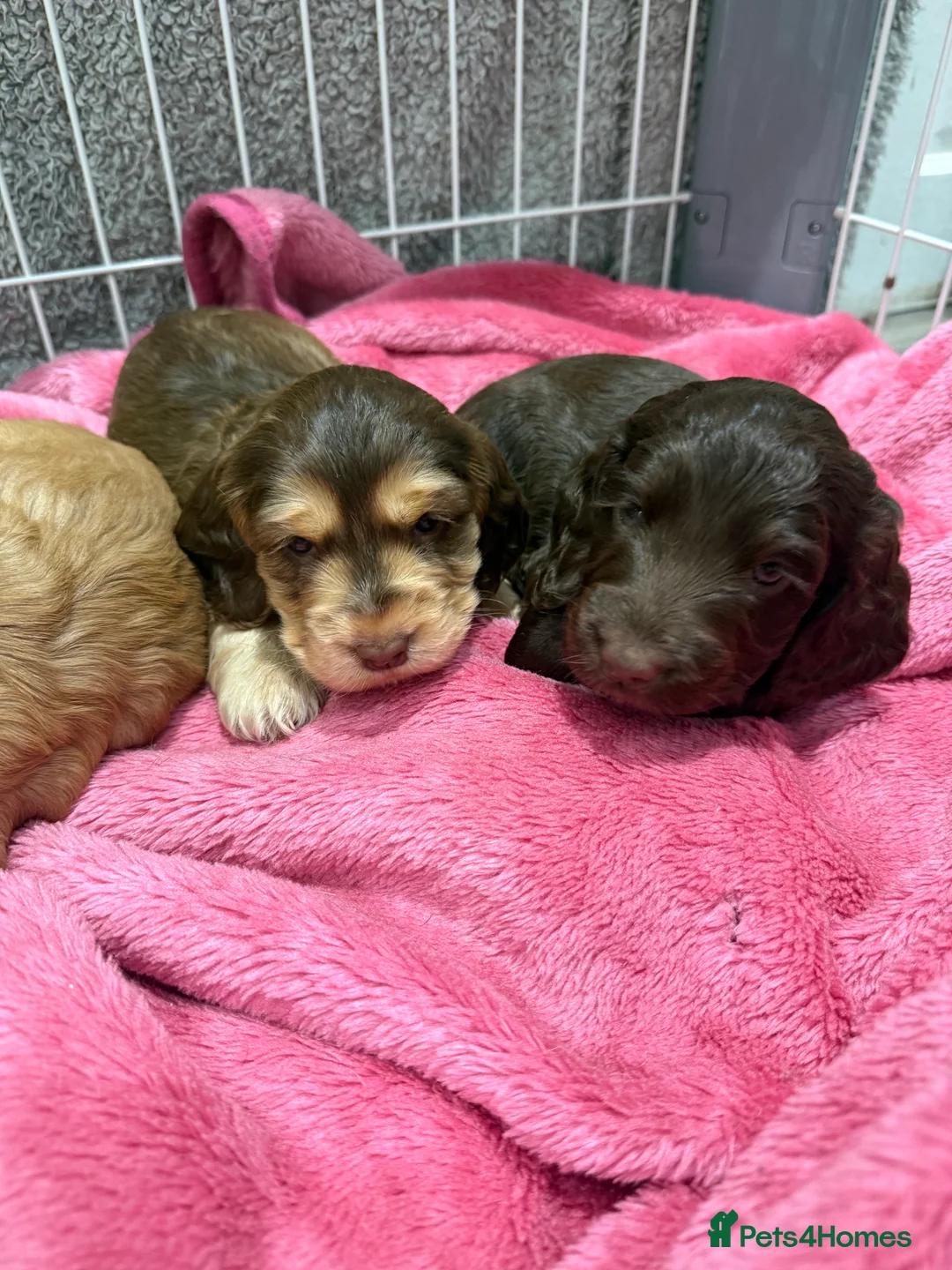 Cocker Spaniel dogs for sale: Health tested clear show cocker spaniel puppies - Advert 11