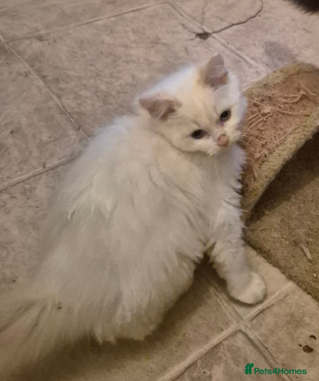 Ragdoll cats for sale: Beautiful mischievous blue eye ragdoll babies - Advert 3