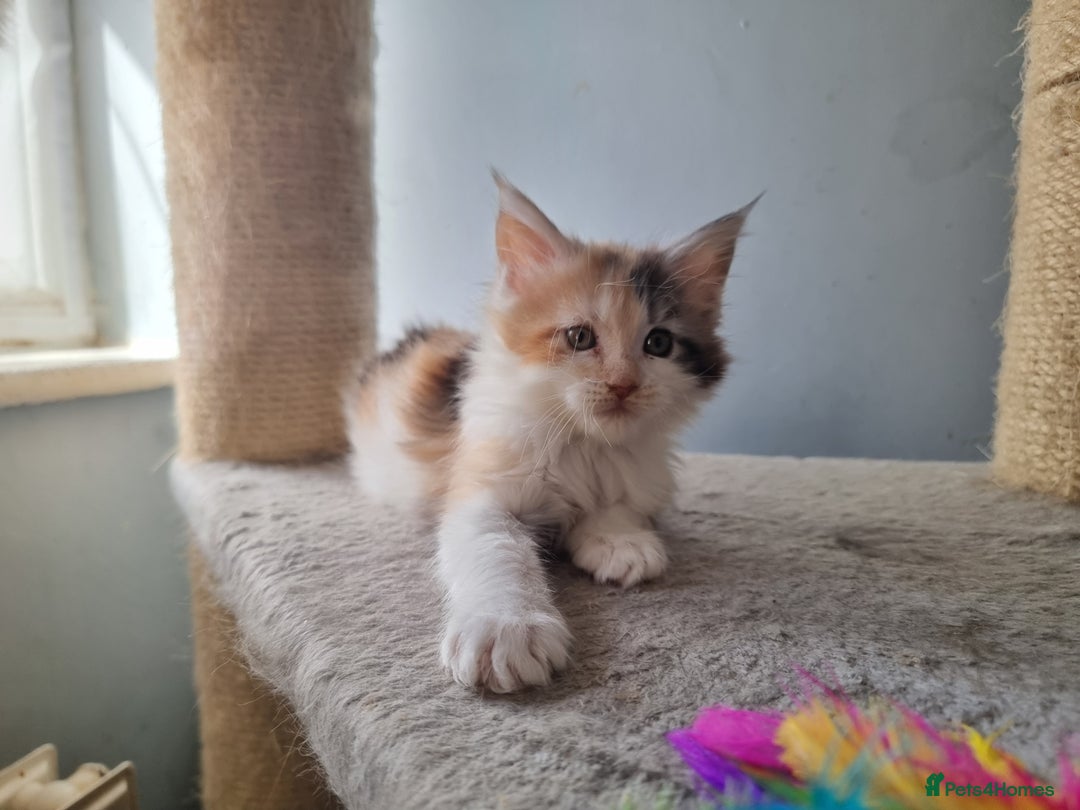 Maine Coon cats for sale: Beautiful Maine Coon kittens  - Image 8