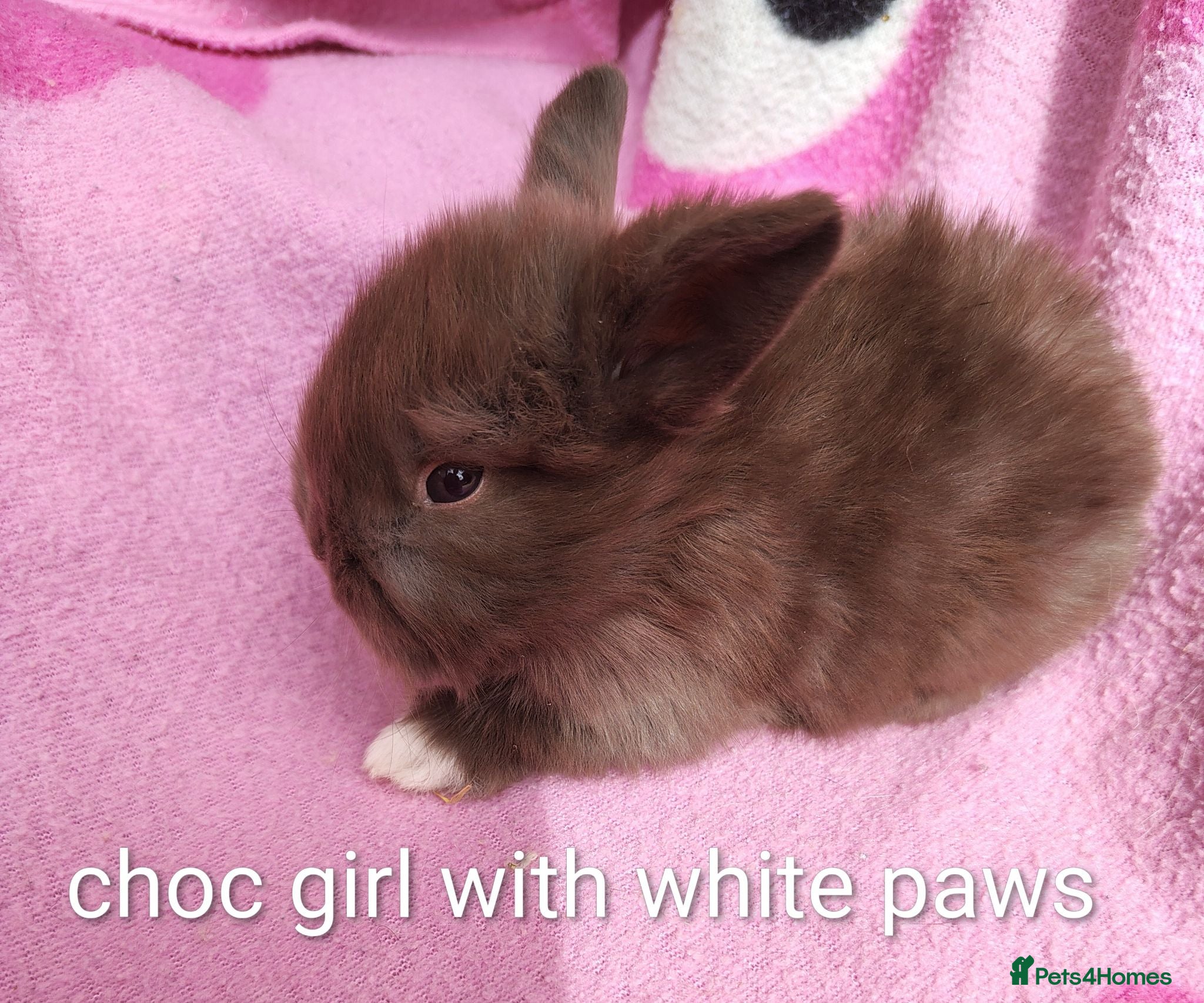 Mini Lop rabbits Beautiful bunnies - Advert 18