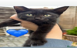 Domestic Shorthair cats for sale: Only one Girl left 🐈‍⬛😿  - Image 4