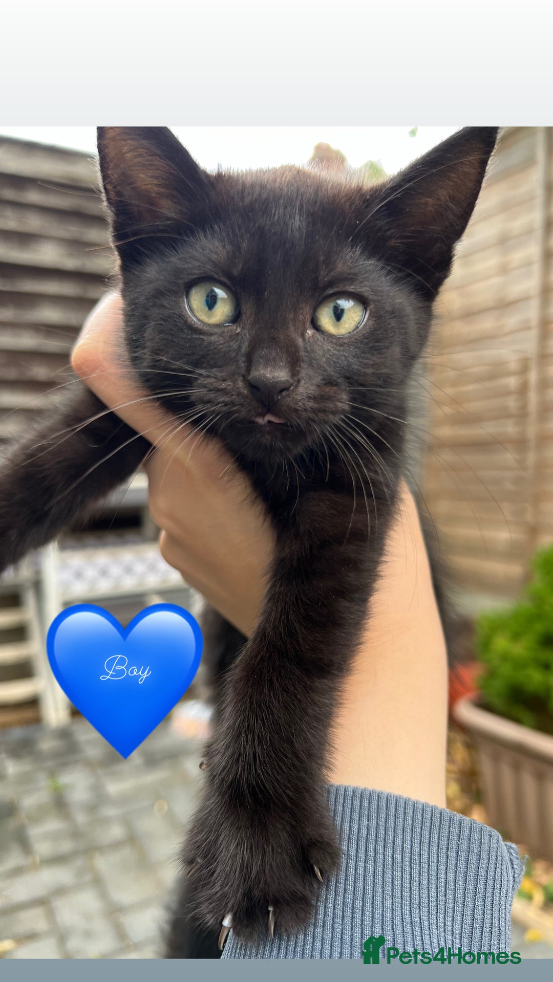 Domestic Shorthair cats for sale: Only one Girl left 🐈‍⬛😿  - Image 4