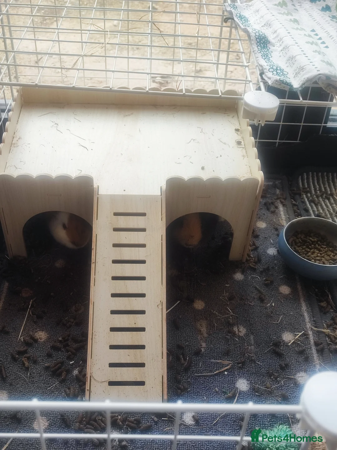 Guinea Pig rodents for sale: 2 male guinea and pen in Chester - Advert 5