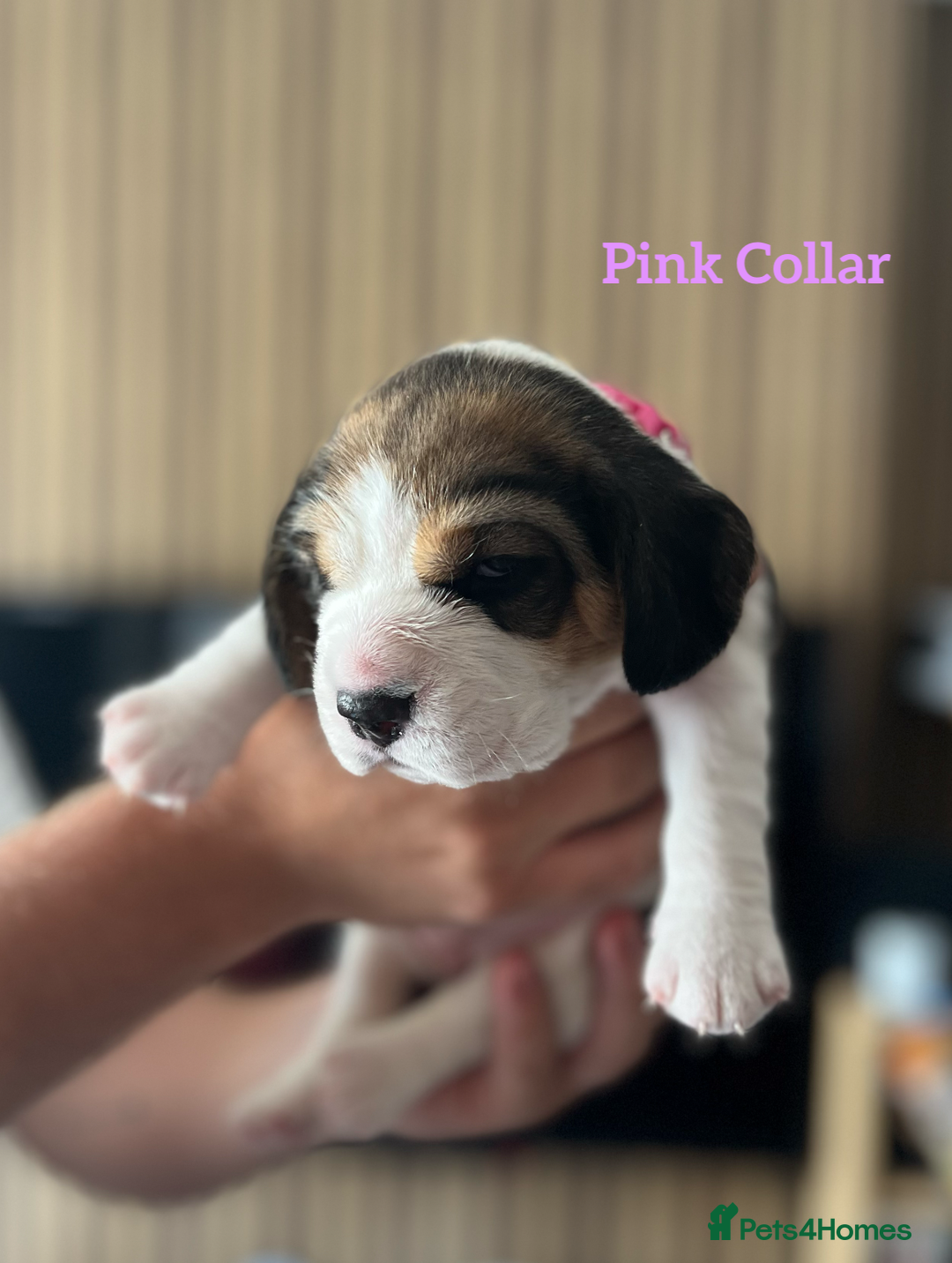 Beagle dogs for sale: 2 Beagle Girl Pups left -(KC Reg), Champ Bloodline - Image 13