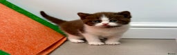 British Shorthair cats for sale: Luxury British Short-Choc& Bi-Coloured|07988240877 - Advert 7