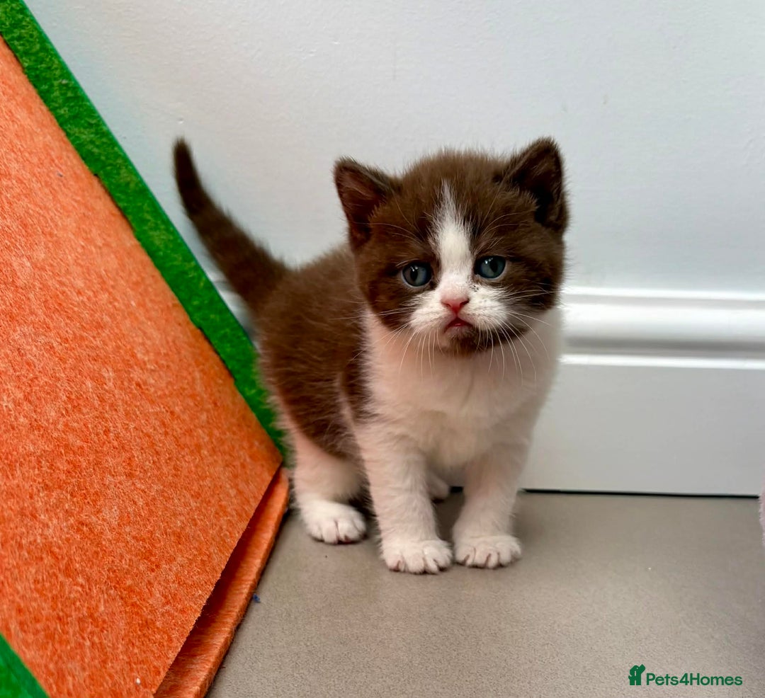 British Shorthair cats for sale: Luxury British Short-Choc& Bi-Coloured|07988240877 - Advert 7