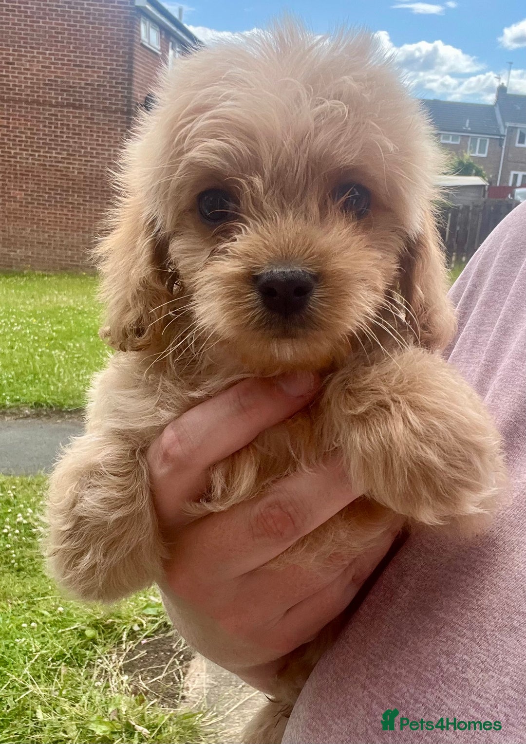 Mixed Breed dogs for sale: Last 2 puppies!  🩷 Maltipoo x Cockapoo puppies - Image 25