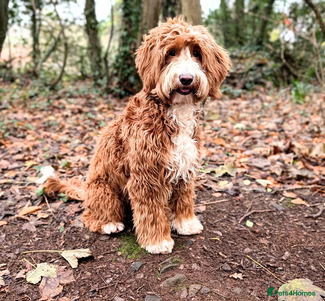 Double Doodle dogs for stud: Australian Labradoodle x Double Doodle - Advert 1