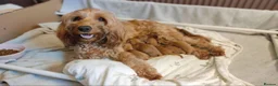 Cockapoo dogs for sale: Cockapoo puppies - Advert 1
