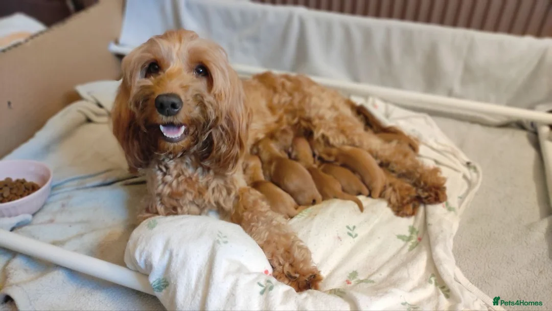 Cockapoo dogs for sale: Cockapoo puppies - Advert 1
