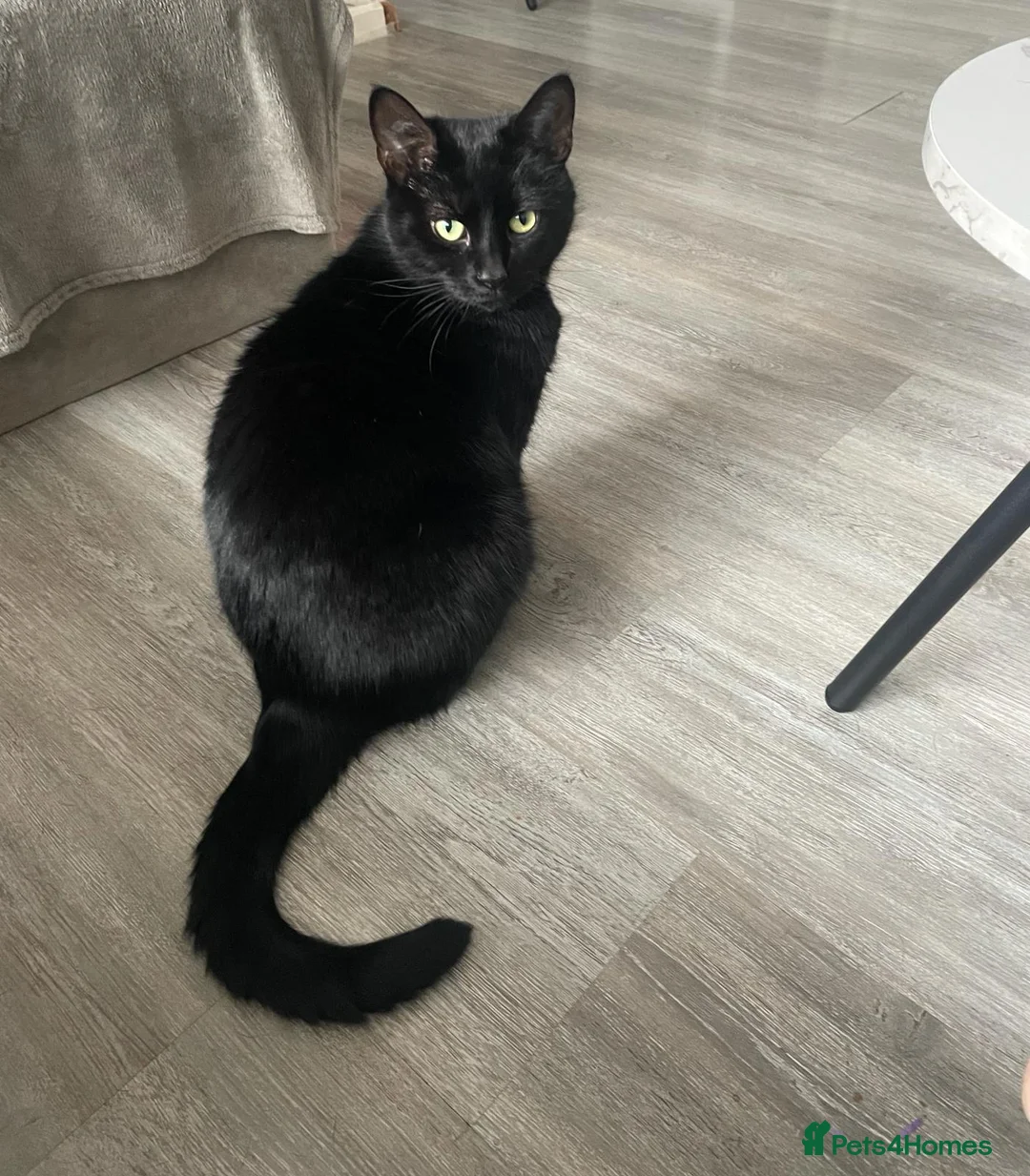 Mixed Breed cats for sale: Kittens for sale  - Advert 3