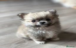 Pomchi dogs for sale: Chihuahua x Pomeranian Pomchi puppies - Image 3