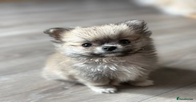 Pomchi dogs - Advert 5