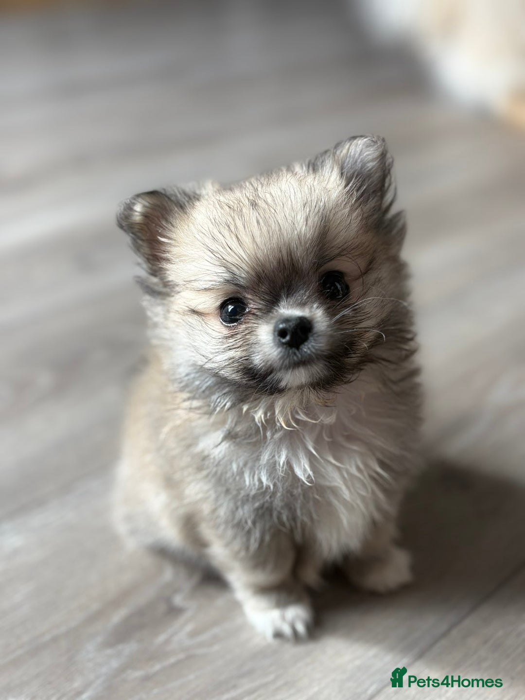 Pomchi dogs for sale: Chihuahua x Pomeranian Pomchi puppies - Image 3
