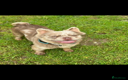 French Bulldog dogs for sale: ⭐️ CREED ⭐️ Looking for a loving home  - Image 2