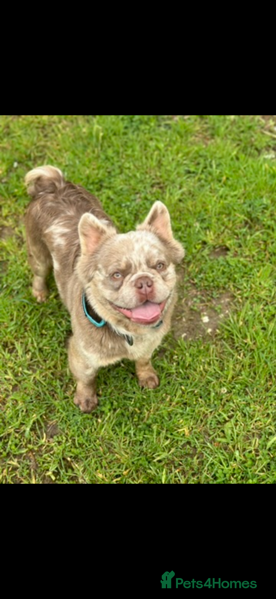 French Bulldog dogs for sale: ⭐️ CREED ⭐️ Looking for a loving home  - Image 2