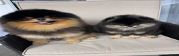 Pomeranian dogs for sale: 👑 Exclusive Rare Black & Tan Boy 👑 - Advert 18