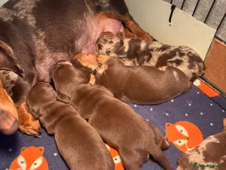 Dachshund dogs Mini dashounds - Advert 18