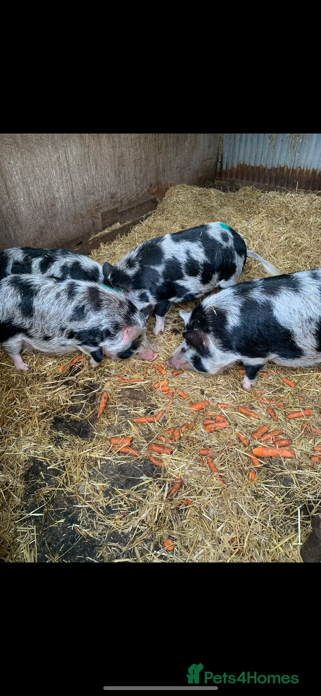 Pig livestock for sale: Pet pigs - Advert 2