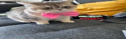 British Shorthair cats for sale: British Shorthair BlueGold looking for a new home in London - Advert 3