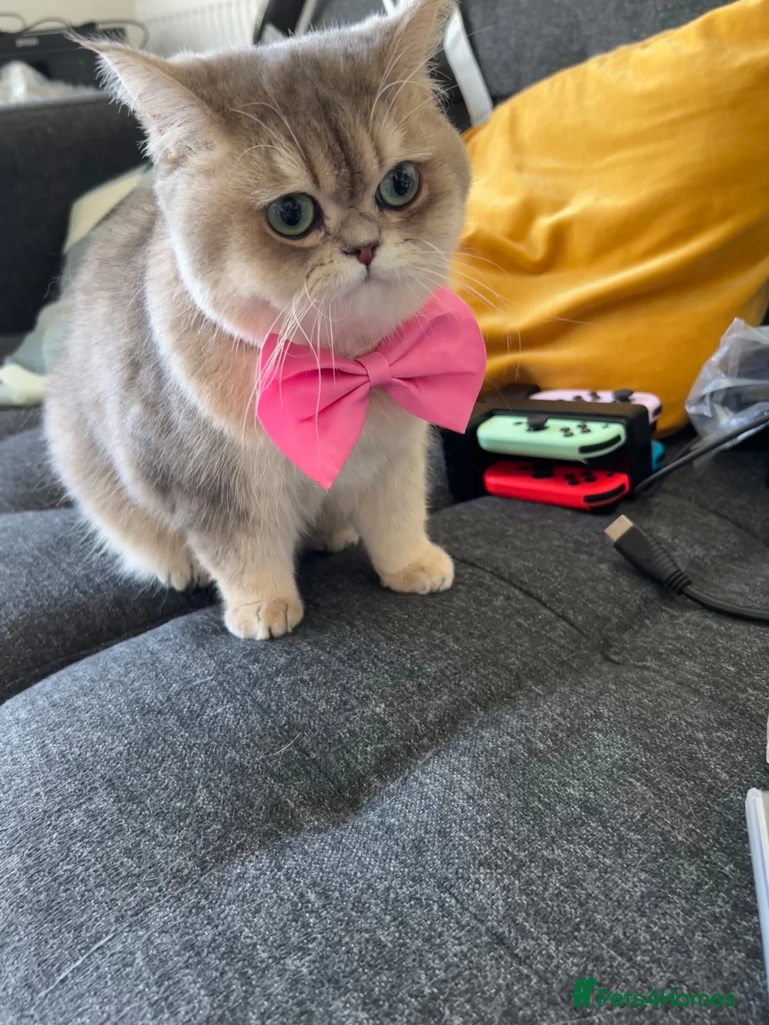 British Shorthair cats for sale: British Shorthair BlueGold looking for a new home in London - Advert 3