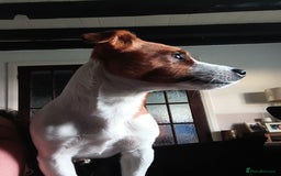 Jack Russell dogs for sale: Jack Russell Terriers - Image 14