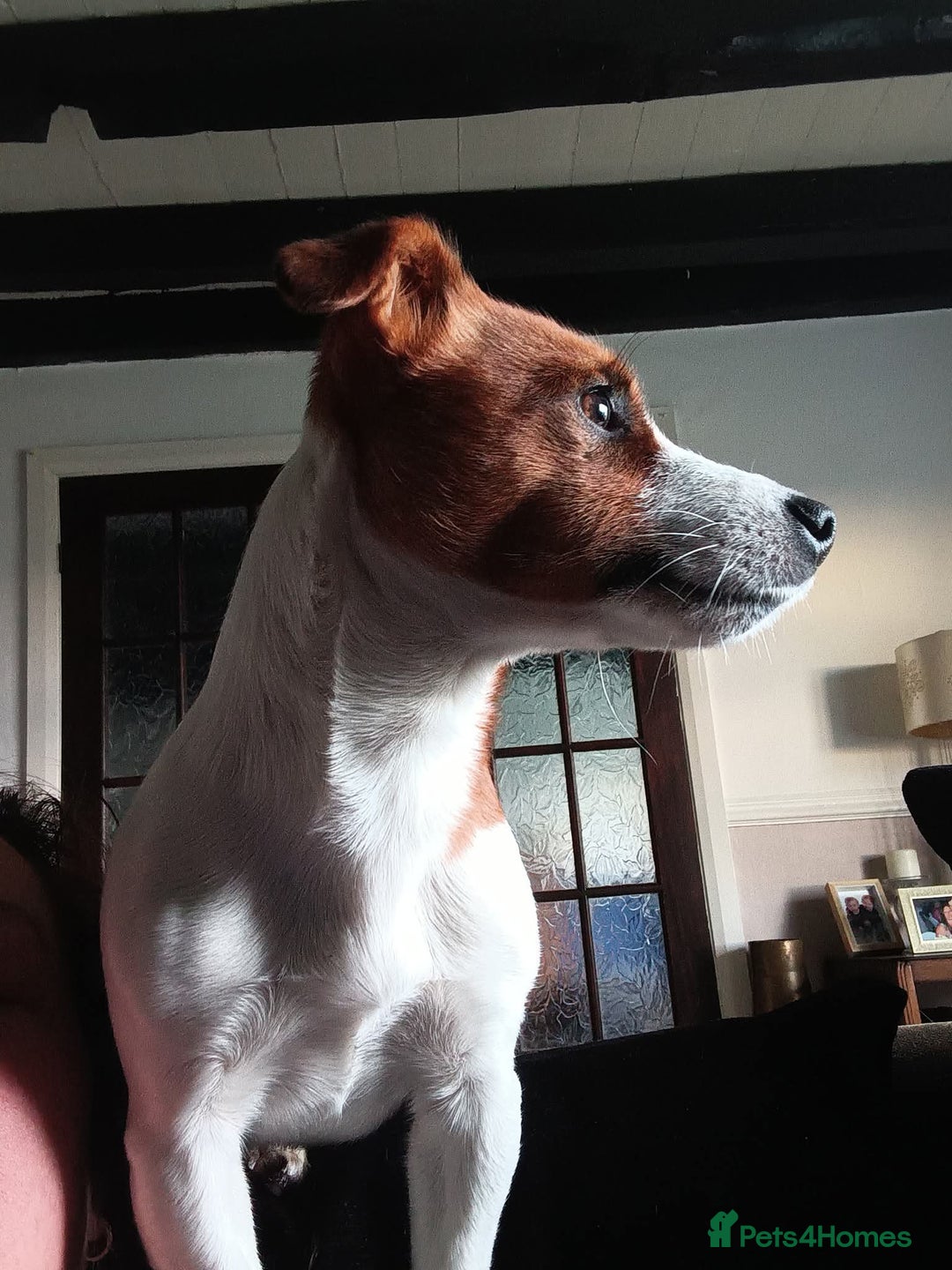Jack Russell dogs for sale: Jack Russell Terriers - Image 14