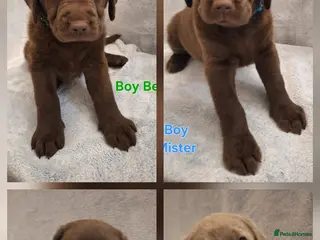 Labrador Retriever dogs Chunky, healthy Chocolate and Silver puppies!!! - Advert 13