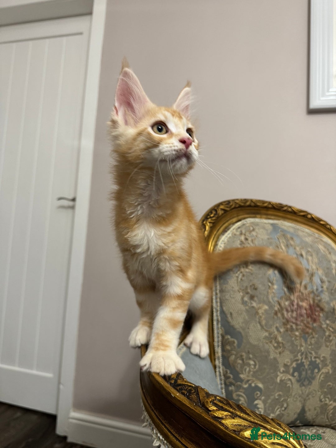 Maine Coon cats for sale: Maine Coon Kittens 🏆 20+ gen 🧬 Full Pedigree - Advert 18