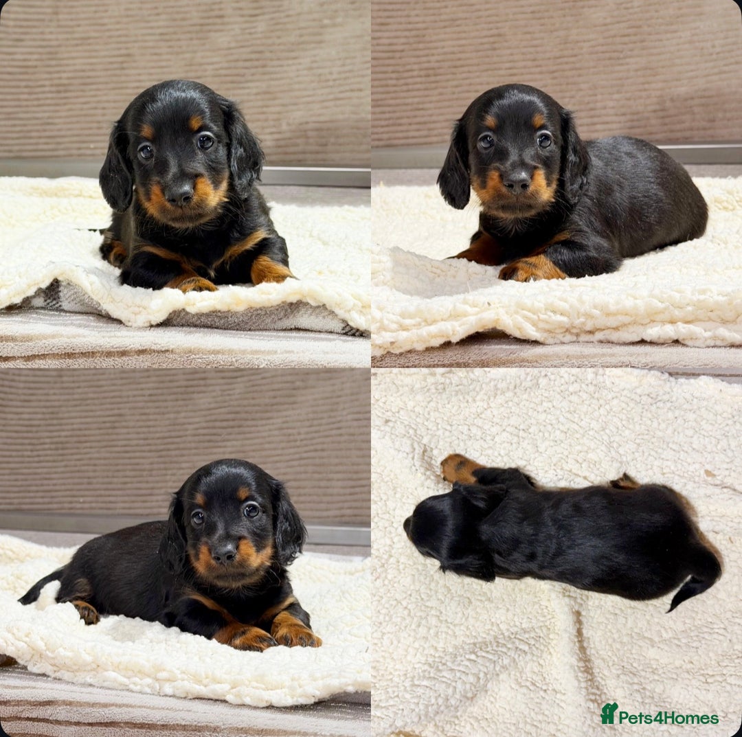 Miniature Dachshund dogs for sale: STUNNING LONG HAIRED KC MINI DACHSHUND PUPPIES - Advert 23