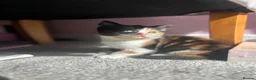 British Shorthair cats for sale: British Shorthair Ragdoll Kittens - Advert 15