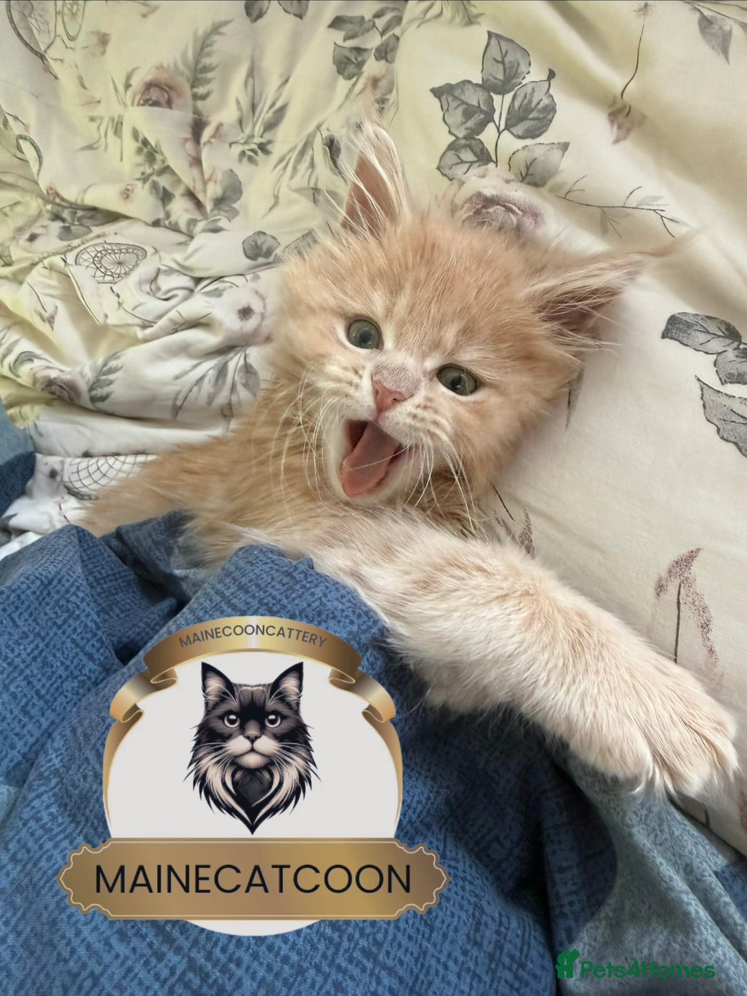 Maine Coon cats for sale: Pedigree Maine coon Tica reg. Final Boss Garfield - Advert 4