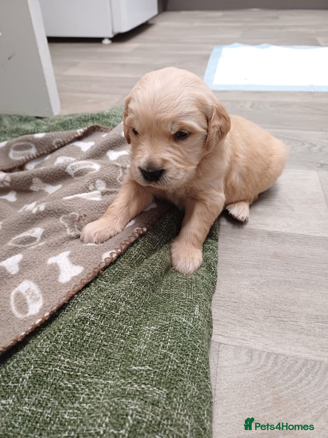 Golden Retriever dogs for sale: Golden retrievers  - Advert 1