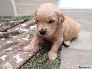 Golden Retriever dogs Golden retrievers - Advert 5